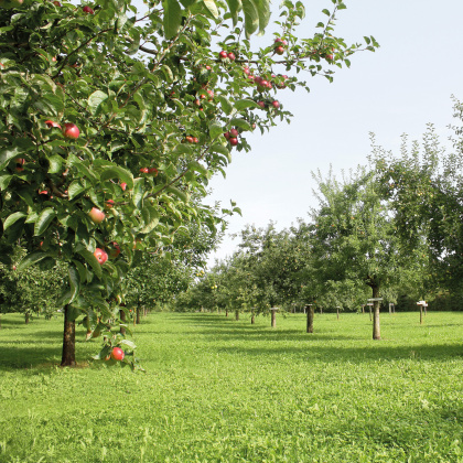 Obstsortensammlung Roggwil